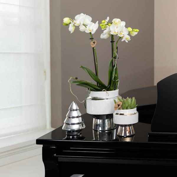 Image of Phalaenopsis Orchidee Weiß – Amabilis – Ø9cm x H40cm – Le Chic Deko – Topf Silber – Blühende Zimmerpflanze mit 2-3 Zweigen