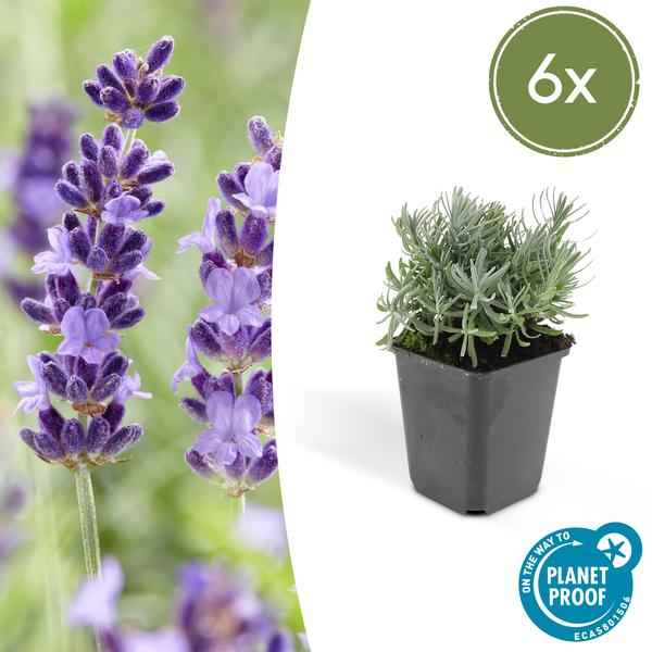 Image of Lavender Lavandula 'Hidcote' – 6 Pflanzen – Reich blühender Lavendel – ↕10-25cm – Ø9cm – pflegeleicht & sonnig-2