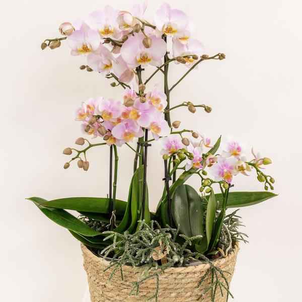 Image of Einlage mit Wasserreservoir für Orchideenschale – Bewässerungssystem für Orchideen – Feldstrauß 1x12cm + 2x9cm + 3x WaterWicks – Ø25cm
