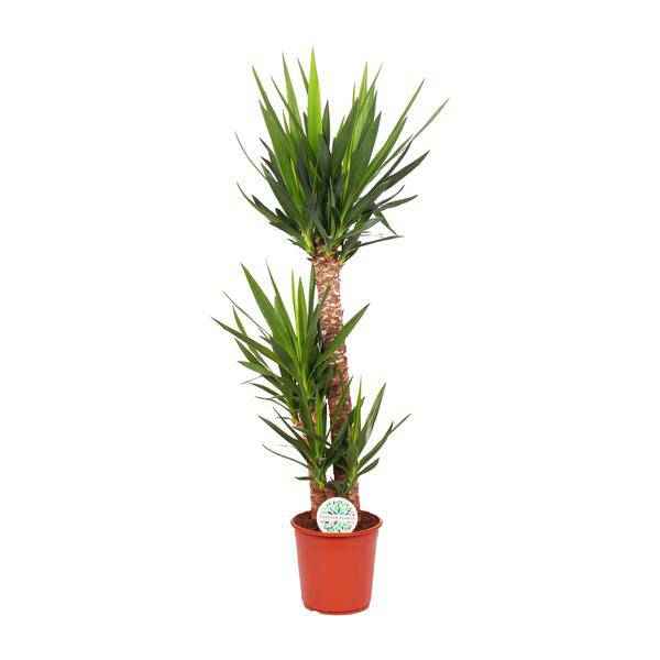 Image of Palmlilie Yucca Elephantipes Zimmerpflanze Ø24cm ↕125cm – pflegeleichte Grünpflanze für Wohnzimmer, Büro & helle Standorte kaufen