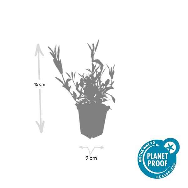 Image of Patagonisches Eisenkraut Verbena bonariensis – 12 Pflanzen – Luftige Staude – Bienen – & Schmetterlingsmagnet – Pflegeleicht