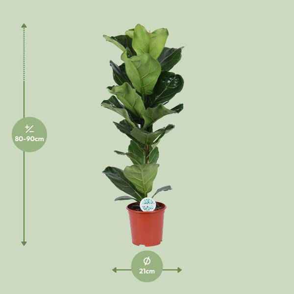 Image of Geigen – Feige Ficus Lyrata Zimmerpflanze Ø21cm ↕90cm – pflegeleichte Grünpflanze für Wohnzimmer, Büro & helle Standorte kaufen-1