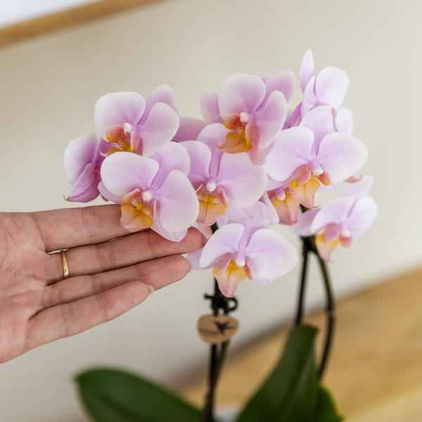 Image of Rosa Orchidee Phalaenopsis Andorra & Sukkulente im Keramik – Topf inkl. Tablett – Pflanzenset Valentine Gradience Pink