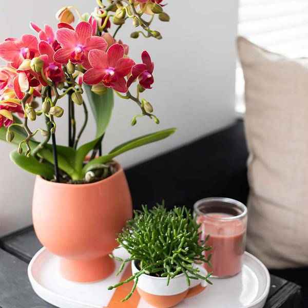 Image of Rote Phalaenopsis – Orchidee Kongo Zimmerpflanze Ø9cm – blühende Orchidee für Wohnzimmer, Büro & helle Standorte kaufen-2
