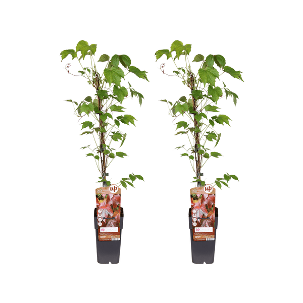 Image of Parthenocissus Tricuspidata Veitchii Boskoop – Dreilappige Jungfernrebe – 2 Pflanzen – Kletterpflanze – Ø15cm – Höhe ca. 65cm-0