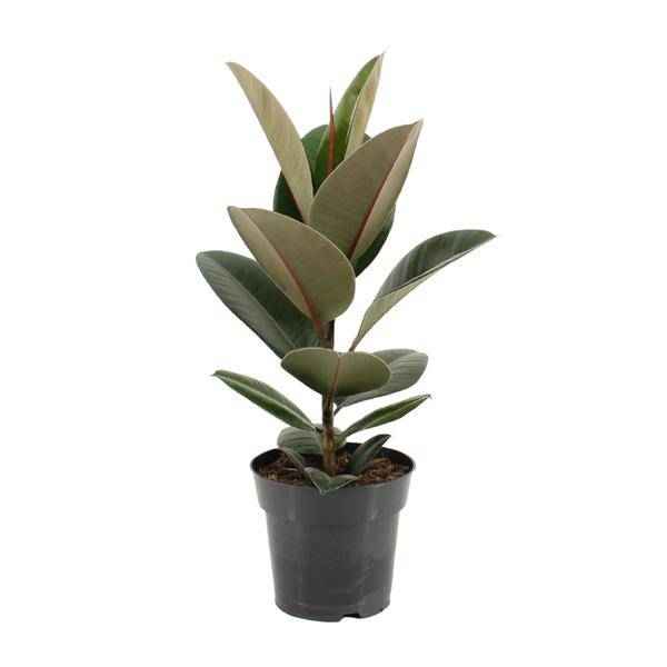 Image of Gummibaum Ficus Elastica Robusta – Ø17cm – ↕55cm – Pflegeleichte Zimmerpflanze mit großen, glänzenden Blättern-0