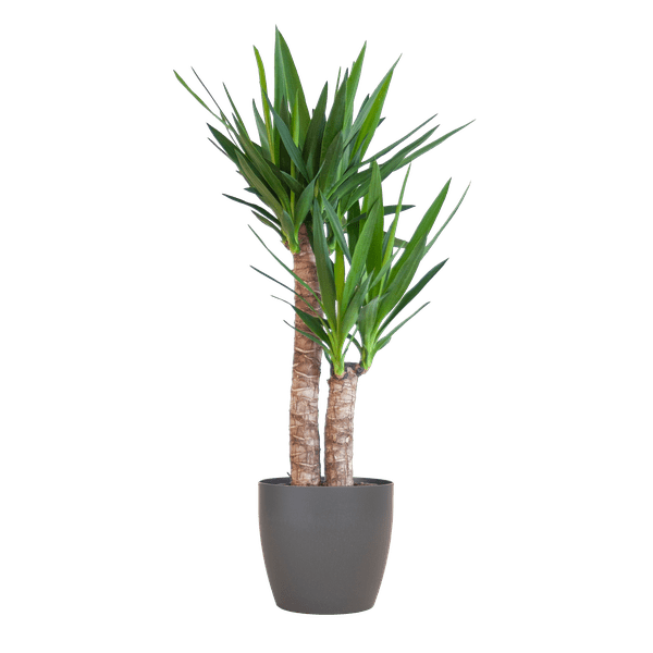 Image of Yucca Elephantipes – Riesen – Palmlilie – Zimmerpflanze – ca. 90cm hoch – Ø21cm – In Übertopf Viber Schwarz – Pflegeleicht & nachhaltig-0