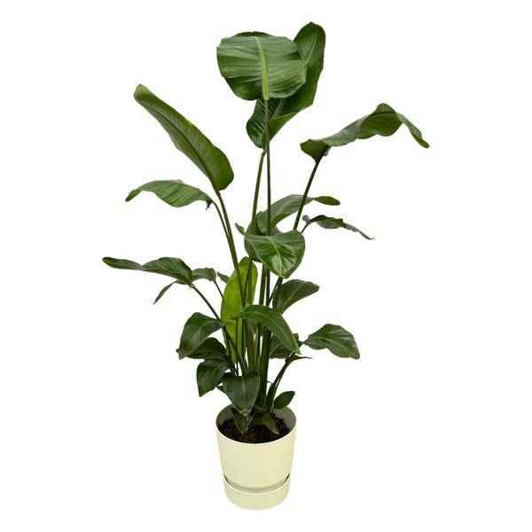 Image of Strelitzia Nicolai – Baum – Strelitzie – Zimmerpflanze ca. 160cm – Ø30cm – inkl. Pflanzgefäß Greenville Weiß – Weißer Paradiesvogel – Tropische XL