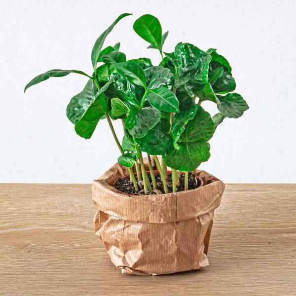 Image of Kaffeepflanze Coffea Arabica Zimmerpflanze – pflegeleichte Grünpflanze für Wohnzimmer, Büro & helle Standorte kaufen-2
