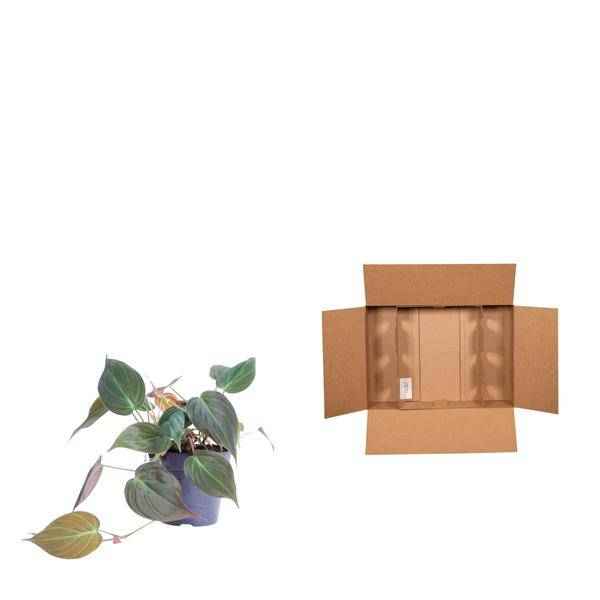Image of Philodendron scandens Micans – Baumfreund – Zimmerpflanze ↕25cm Ø12cm – Herzblatt – Philodendron mit samtigen Blättern – Hänge