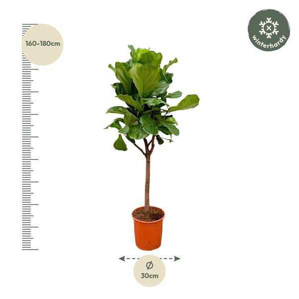 Image of Geigen – Feige – Ficus Lyrata – Zimmerpflanze 180cm – Ø30cm – Designpflanze mit großen geigenförmigen Blättern – Pflegeleicht-1