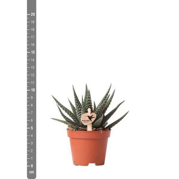 Image of Sukkulente Haworthia Royal Highness – Grüne Zimmerpflanze – Ø6cm – Pflegeleichte Grünpflanze – Stilvolle Dekoration für Zuhause-3