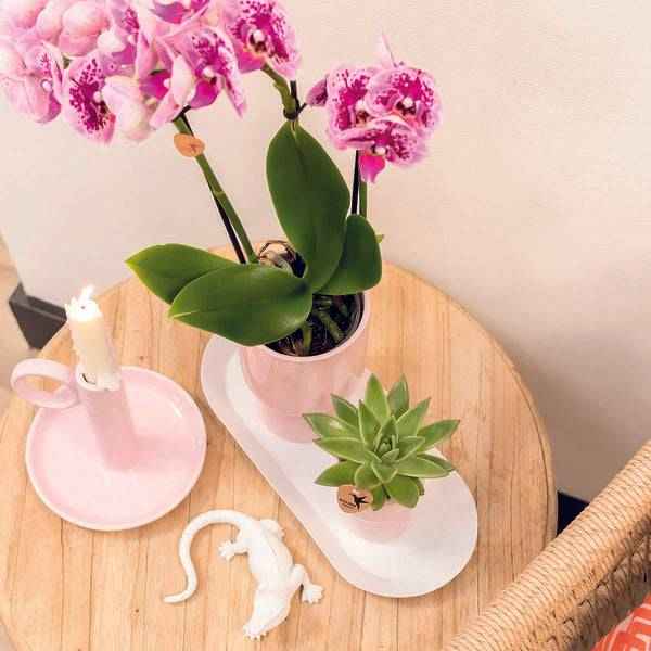 Image of Ovales Tablett – Weiß – Metalltablett 30x13cm – Dekoteller für Pflanzen, Töpfe & Wohnaccessoires – Stilvolle Basis für Orchideen & Deko – Sets-4