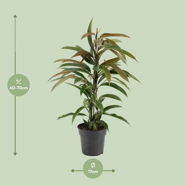 Image of Gummibaum Ficus Binnendijkii Amstel King Zimmerpflanze Ø17cm ↕70cm – pflegeleichte Grünpflanze für Wohnzimmer, Büro & helle Standorte kaufen-1