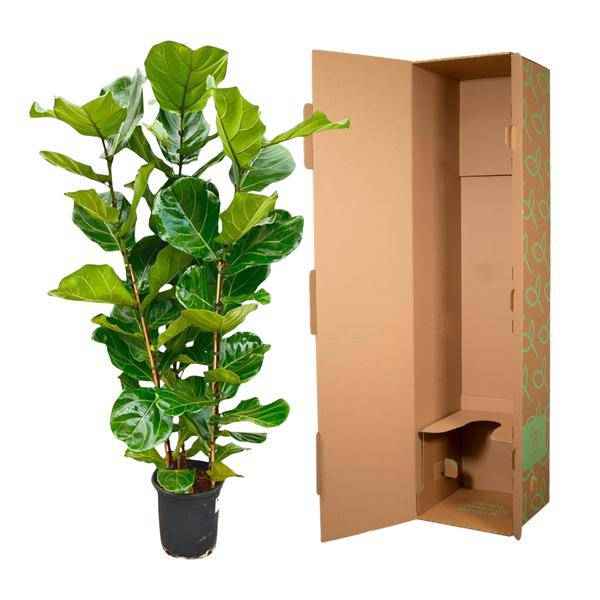 Image of Feigenbaum – Ficus Lyrata Strauch – ca. 140cm hoch – Ø27cm – Geigenfeige als Zimmerpflanze – XXL Grünpflanze mit großen Blättern – für Zimmer & Büro