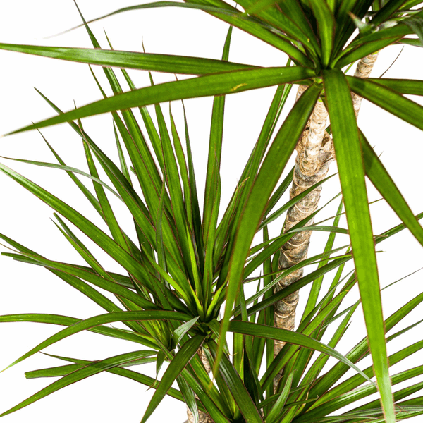 Image of Dracaena Marginata Green – Drachenbaum – Zimmerpflanze Ø21cm ↕110-130cm – Dunkelgrüne Blätter – Pflegeleicht-1