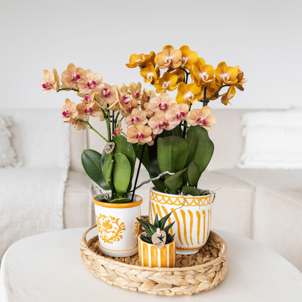 Image of Orchidee Jamaica Orange Phalaenopsis – Zimmerpflanze mit 2-3 Rispen – inkl. Malaga Deko – Topf Orange Ø9cm – tropische Blühpflanze für Zuhause