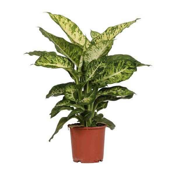 Image of Dieffenbachia Mars – Ø17cm x H50cm – Tropische Zimmerpflanze mit dekorativen Blättern – Pflegeleicht & luftreinigend – Für Halbschatten