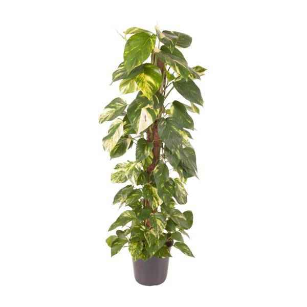 Image of Efeutute Epipremnum Pinnatum – Zimmerpflanze – Ø24cm – ↕120cm – Goldene Efeutute mit herzförmigen Blättern – Luftreinigende & pflegeleichte Zimmerpflanze-0
