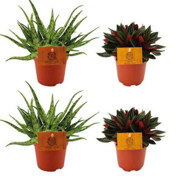 Image of Aloe Spider + Peperomia Rosso – 4 Zimmerpflanzen-Set – Ø10.5cm – ↕10cm – Pflegeleicht & dekorativ – Für helle & halbschattige Räume-0