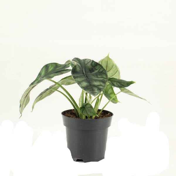 Image of Elefantenohr Alocasia Dragon Scale Zimmerpflanze Ø14cm ↕25cm – pflegeleichte Grünpflanze für Wohnzimmer, Büro & helle Standorte kaufen-0