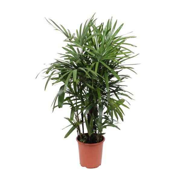 Image of Steckenpalme – Rhapis excelsa – Lady Palm – Ø27cm – Höhe ca. 120cm – Pflegeleichte Zimmerpalme – Luftreinigende tropische Pflanze für Innenräume-0