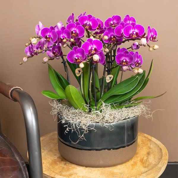 Image of Phalaenopsis Orchidee Lilac Morelia – Zimmerpflanze – Ø9cm – Fliederfarbene Blütenpracht-4