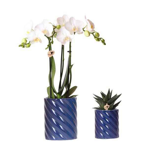 Image of Amabilis Orchidee Weiß & Sukkulente Haworthia – Zimmerpflanzen Set – Candy Dekotöpfe Blau Ø9cm & Ø6cm – Pflanzenset für Wohnzimmer & Geschenkidee