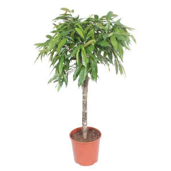 Image of Schmalblättriger Gummibaum Ficus binnendijkii Amstel King Zimmerpflanze Ø30cm ↕140cm – pflegeleichte Grünpflanze für Wohnzimmer, Büro-0