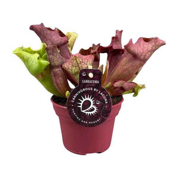 Image of Schlauchpflanze Sarracenia Zimmerpflanze Ø12cm ↕20cm – pflegeleichte Grünpflanze für Wohnzimmer, Büro & helle Standorte kaufen