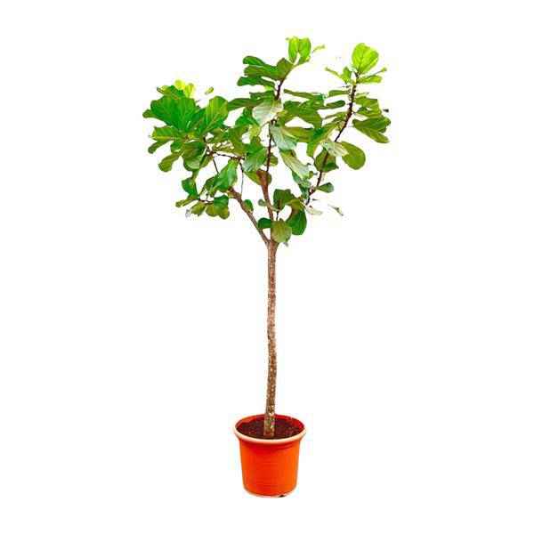 Image of Geigen – Feige – Ficus Lyrata XXL – Zimmerpflanze 300cm – Ø55cm – Exklusive Designpflanze mit großen geigenförmigen Blättern – Tropische XXL-0