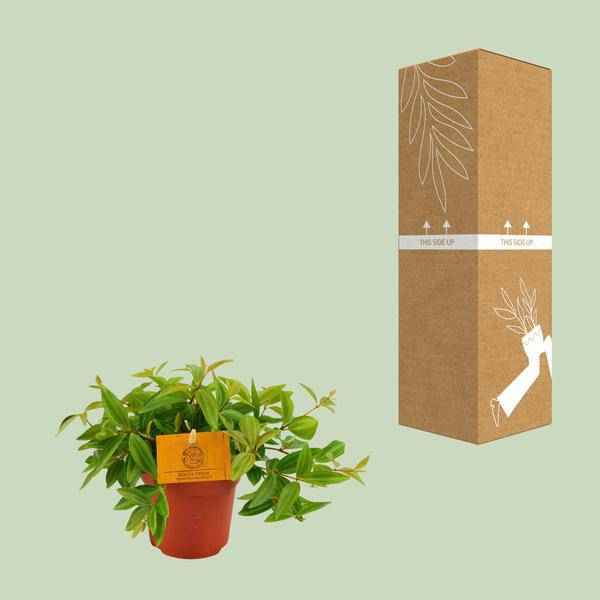 Image of Peperomia 'Angulata Rocca Vivace' – Zwergpfeffer Zimmerpflanze – Ø11cm – ca. 15cm hoch – Pflegeleichte Blattschmuckpflanze für schattige Innenräume – Kompakt & dekorativ-2