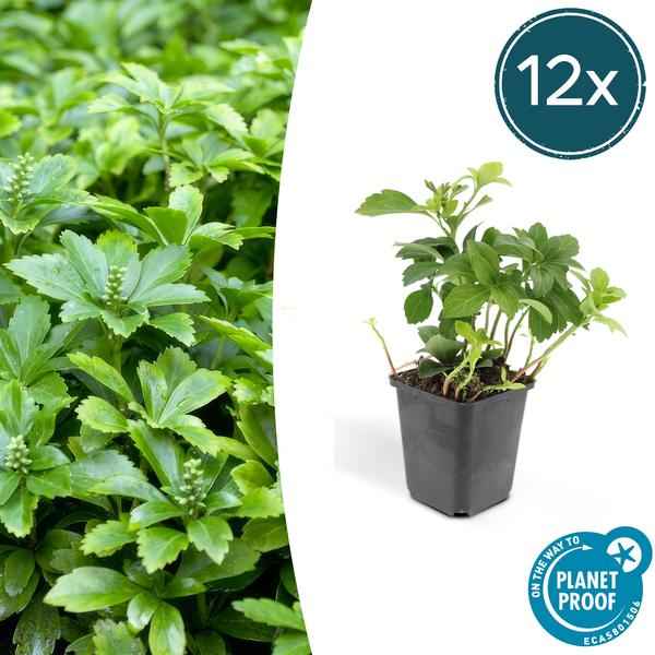 Image of Pachysandra terminalis 'Green Carpet' – 12 Pflanzen – Immergrüner Bodendecker für Schatten – Pflegeleicht & Robust – Weiße Blüten im Frühjahr