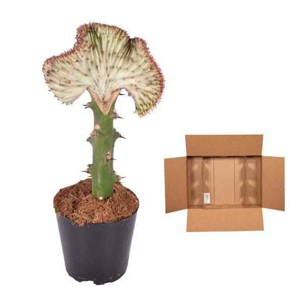 Image of Euphorbia lactea Cristata Rot – Korallen – Wolfsmilch – Zimmerpflanze ca. 35cm – Ø12cm – Exotische Sukkulente in Korallenform-2