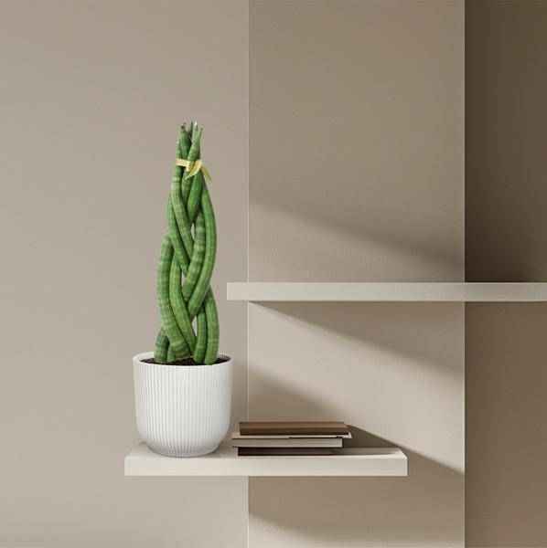 Image of Sansevieria cylindrica Twist – Bogenhanf – pflegeleichte Zimmerpflanze – luftreinigend – ↕40cm – Ø10,5cm-3