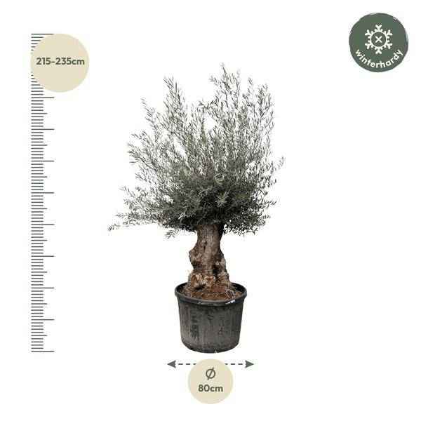 Image of Olivenbaum – Olea Europaea Bonsai – 225cm – Ø80cm – Mediterrane Pflanze mit gedrehtem Stamm – Echter Olivenbonsai für Garten, Terrasse & Innenbereich-1