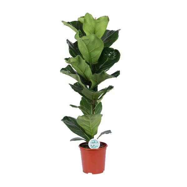 Image of Geigen – Feige Ficus Lyrata Zimmerpflanze Ø21cm ↕90cm – pflegeleichte Grünpflanze für Wohnzimmer, Büro & helle Standorte kaufen-0