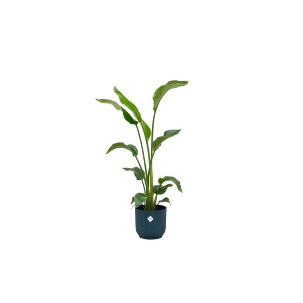 Image of Baum – Strelitzie – Strelitzia Nicolai – ca. 100cm hoch – Ø22cm – inkl. Übertopf – Exotische Zimmerpflanze mit großen Blättern-0