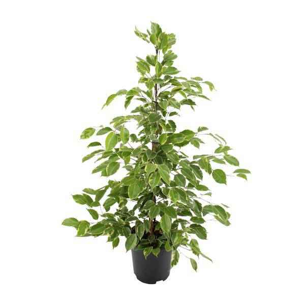 Image of Birken-Feige Ficus benjamina Goldenking – Zimmerpflanze – Ø21cm – Ca. 95cm – Glänzende Blätter – Pflegeleicht – Für Halbschatten & Innenräume