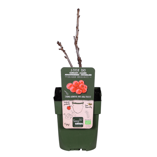 Image of Rote Bio Johannisbeere – Ribes rubrum ‘Jonkheer van Tets’ – Ø13cm – ca. 45cm hoch – Frühe Sorte mit hohem Ertrag – Saure & frische Beeren – winterharte Beerenpflanze-1