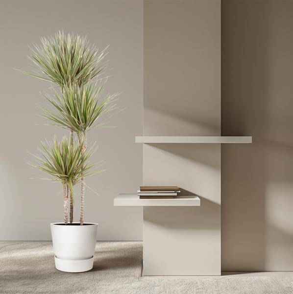 Image of Drachenbaum Zimmerpflanze Ø24cm ↕150cm – pflegeleichte Grünpflanze für Wohnzimmer, Büro & helle Standorte kaufen