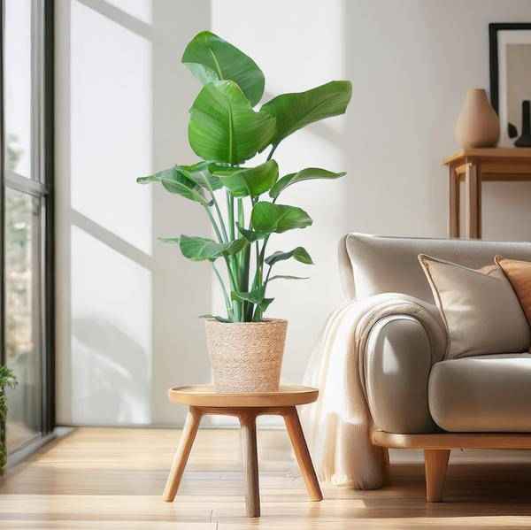 Image of Strelitzia Nicolai – Paradiesvogelpflanze – Zimmerpflanze – 80cm hoch – Ø21cm – inkl. Naturkorb – dekorativ, pflegeleicht, tropisches Flair