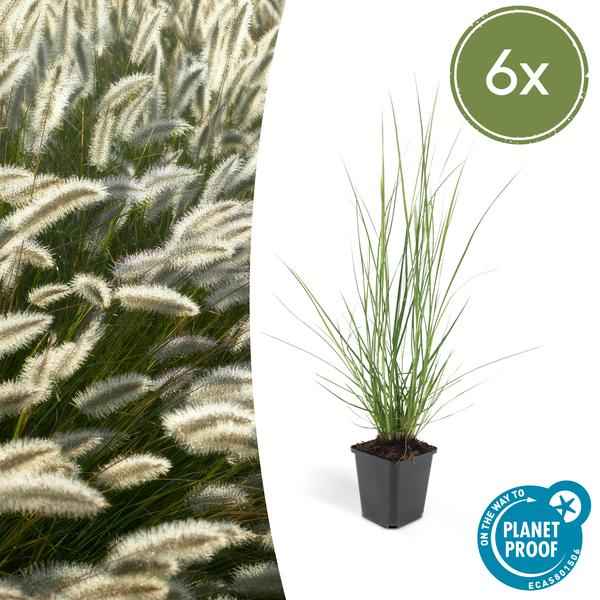 Image of Lampenputzergras Pennisetum alopecuroides 'Hameln' – ↕10-25cm – Ø9cm – 6 Pflanzen – Cremige Blüten von August – Herbst-1