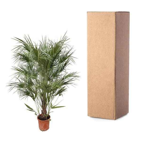 Image of Grüne Zwergpalme – Chamaerops Humilis 170cm – Ø30cm – Mediterrane Kübelpflanze mit fächerförmigen Blättern – Pflegeleicht