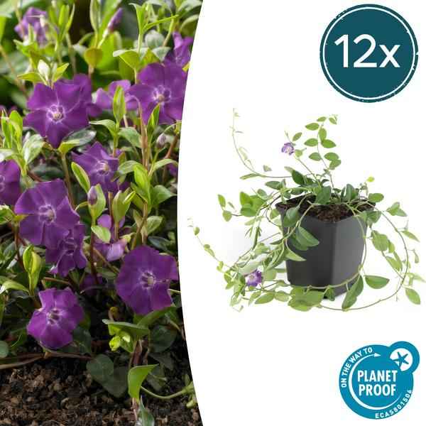 Image of Immergrün – Vinca minor 'Atropurpurea' – ↕10-25cm – Ø9cm – 12 Pflanzen – Bodendecker mit lila Blüten – Sonnig & schattig – Pflegeleicht-1