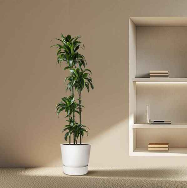 Image of Drachenbaum – Dracaena Dorado 170cm – Ø27cm – Zimmerpflanze mit gold – grünen Blättern – Tropische Dekopflanze für Wohnzimmer, Büro & Wintergarten-3