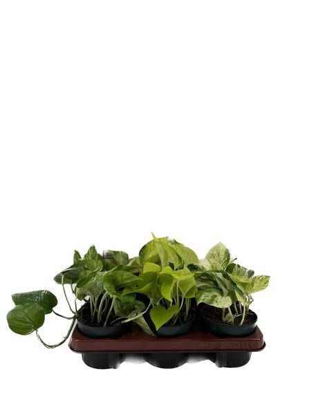 Image of Efeutute – Epipremnum Mix – 6 Pflanzen – Ø12cm – Höhe ca. 15cm – Pflegeleichte Zimmerpflanzen – Rank