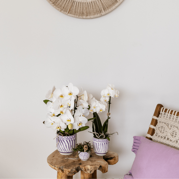 Image of Topf Granada – Flieder – Ø6cm – Dekorativer Blumentopf aus glasierter Keramik – Mediterraner Stil – Pflanzgefäß für Zimmerpflanzen, Sukkulenten & Deko-1