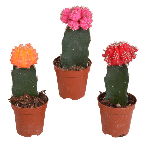 Image of Sukkulenten & Kakteen Mix 3 Pflanzen Ø5,5cm – pflegeleichtes Pflanzen Set für Urban Jungle, Fensterbank, Wohnzimmer & Büro-0