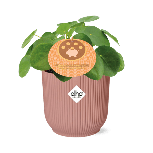 Image of Chinesischer Geldbaum Pilea Peperomioides Zimmerpflanze Ø14cm – pflegeleichte Grünpflanze für Wohnzimmer, Büro & helle Standorte kaufen-0